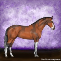 Horse Color:Bay Roan and Bay Roan Splash