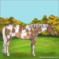 Horse Color:White Spotted Chocolate Palomino 