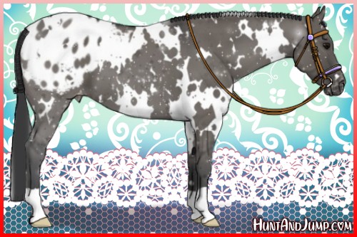 Horse Color:White Spotted Grullo Blanket