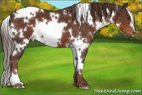 Horse Color:White Spotted Liver Chestnut 