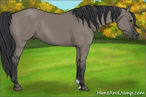 Horse Color:Grullo