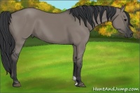 Horse Color:Grullo