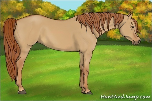 Horse Color:Red Dun 
