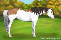 Horse Color:Bay Splash 