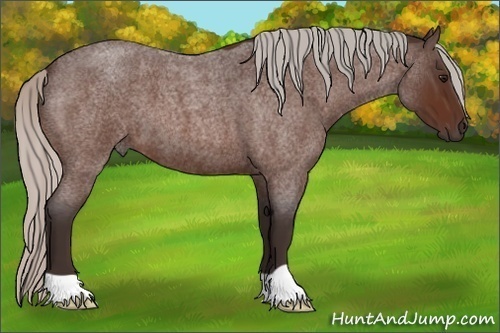 Horse Color:Silver Bay Roan 