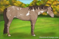 Horse Color:White Spotted Classic Champagne