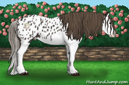Horse Color:Smoky Black Splash Near Leopard