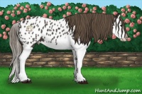 Horse Color:Smoky Black Splash Near Leopard 
