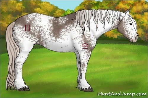 Horse Color:White Spotted Silver Black