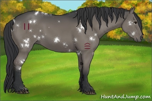 Horse Color:White Spotted Grullo 