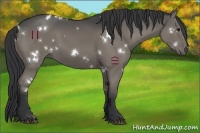 Horse Color:White Spotted Grullo