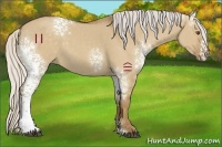 Horse Color:White Spotted Silver Smoky Grullo 