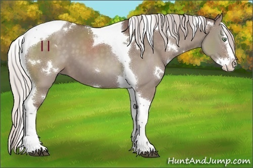Horse Color:White Spotted Chocolate Silver Grullo Splash Tobiano