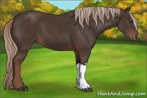 Horse Color:Liver Chestnut 
