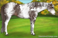 Horse Color:White Spotted Liver Chestnut 