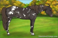 Horse Color:White Spotted Smoky Black Appaloosa 