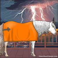 Horse Color:Gray Gold Champagne Appaloosa 