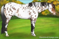 Horse Color:White Spotted Bay Roan Appaloosa