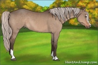 Horse Color:Silver Brown Dun Sabino 