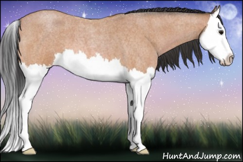 Horse Color:Bay Roan Splash 