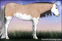 Horse Color:Bay Roan Splash 