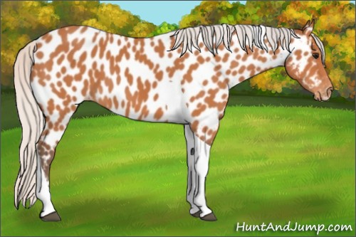 Horse Color:Silver Bay Tobiano Near Leopard