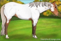Horse Color:Silver Bay Appaloosa 