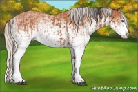 Horse Color:White Spotted Bay Splash and White Spotted Silver Bay Splash