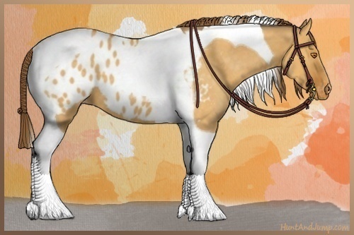 Horse Color:Buckskin Dun Tobiano Appaloosa 