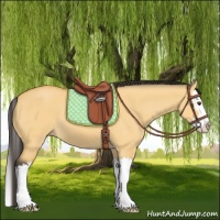 Horse Color:Buckskin Dun Sabino Splash 