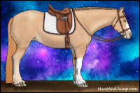 Horse Color:Gold Champagne 