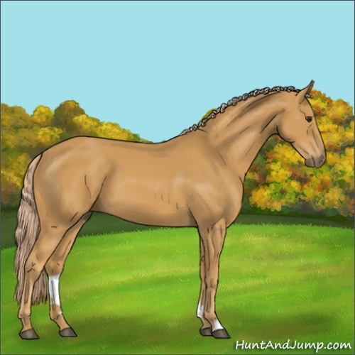 Horse Color:Palomino 
