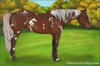 Horse Color:White Spotted Silver Bay 