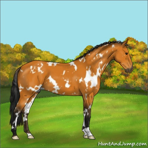 Horse Color:Gray White Spotted Buckskin 