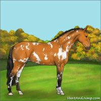 Horse Color:Gray White Spotted Buckskin 