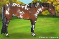 Horse Color:White Spotted Bay 