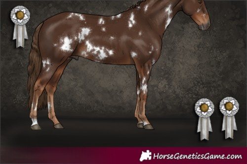 Horse Color:Gray White Spotted Chestnut 