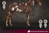 Horse Color:Gray White Spotted Chestnut 