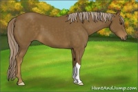 Horse Color:Chocolate Palomino 
