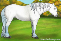 Horse Color:Gray Watercolor Bay Appaloosa 