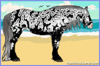 Horse Color:White Spotted Black Splash Appaloosa Rabicano 