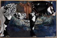 Horse Color:Black Sabino Splash Appaloosa