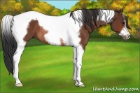 Horse Color:Bay Tobiano Frame Rabicano 