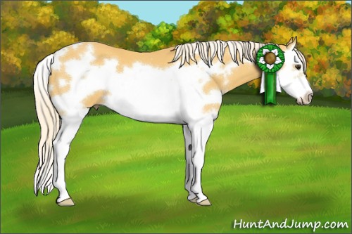 Horse Color:White Spotted Palomino Splash Frame 