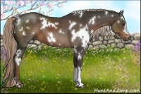 Horse Color:White Spotted Liver Chestnut 