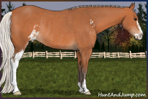 Horse Color:Silver Bay Sabino Rabicano 