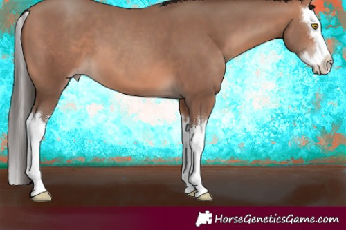 Horse Color:Sable Champagne Splash 