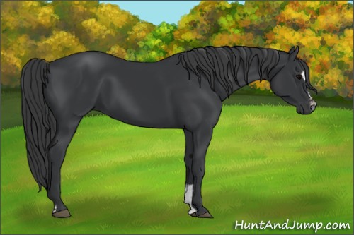 Horse Color:Black Sabino