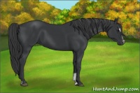Horse Color:Black Sabino 