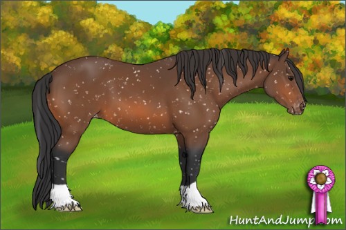 Horse Color:Bay Appaloosa